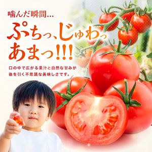 フルーツトマト 玄 1kg 【ミニトマト】 トマト 《az0003》