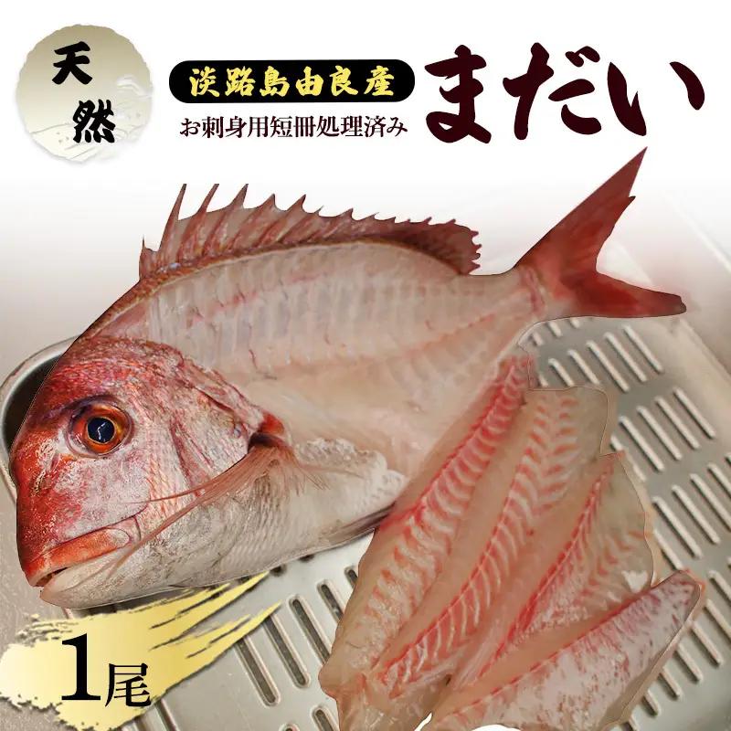 真鯛 淡路島産 天然 刺身 3人前 真鯛