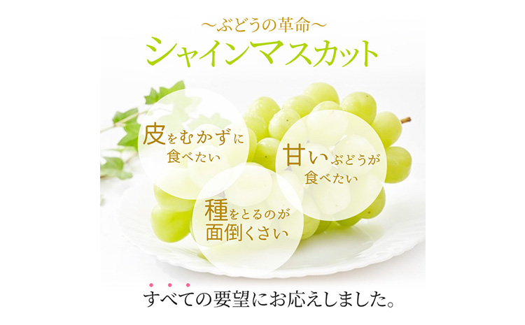 ぶどう シャインマスカット晴王 約1kg 2房程度 橋田商店有限会社《9月中旬-11月中旬頃出荷》 岡山県 浅口市 岡山県産 ぶどう フルーツ 果物 くだもの マスカット 送料無料【配送不可地域あり】