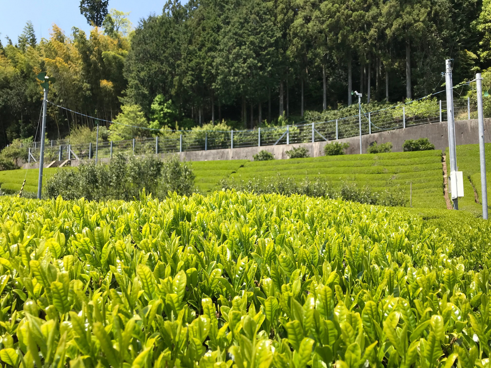 茶畑の風景