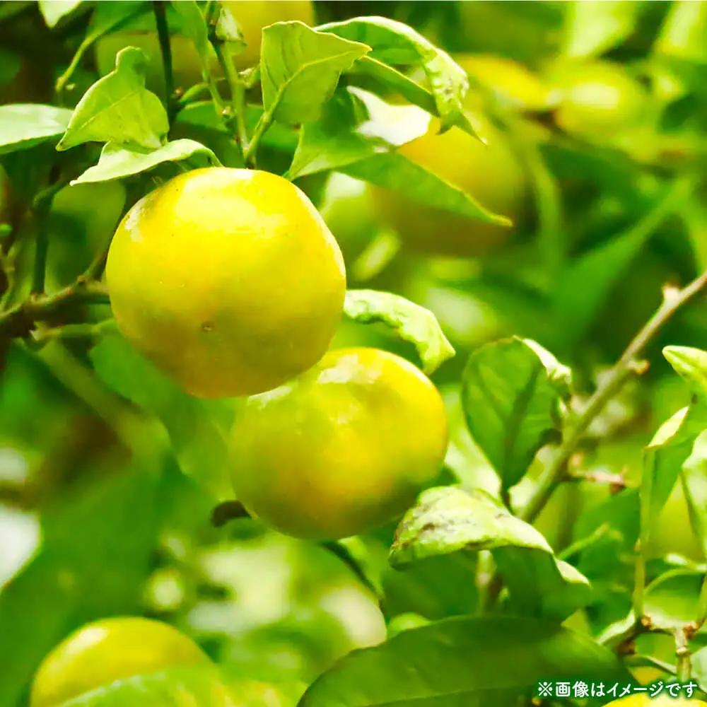 【先行予約】 極早生みかん 2S-2L 約3kg みかん 蜜柑 柑橘 フルーツ 果物 【日本フルーツ株式会社】[ZFJ053]
