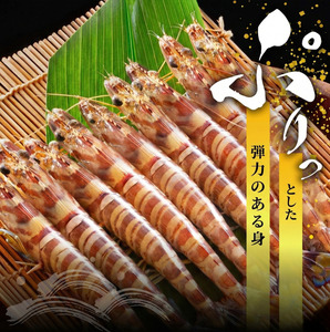 車海老 500g 約12尾～17尾 クルマエビ