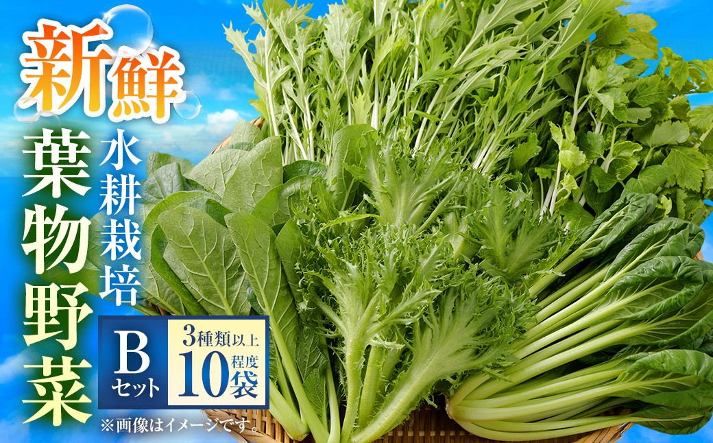 
                  水耕 栽培 新鮮 葉物 野菜 Bセット GreensFarm ホタル サラダ 和え物 M08S51 岐阜県 美濃加茂市【2026年11月上旬～2027年6月上旬発送予定】
                