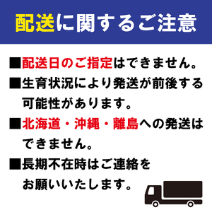 【2025年11月中旬より順次発送】【特秀品】みかん 小原紅早生 約3kg みかん みかん みかん みかん