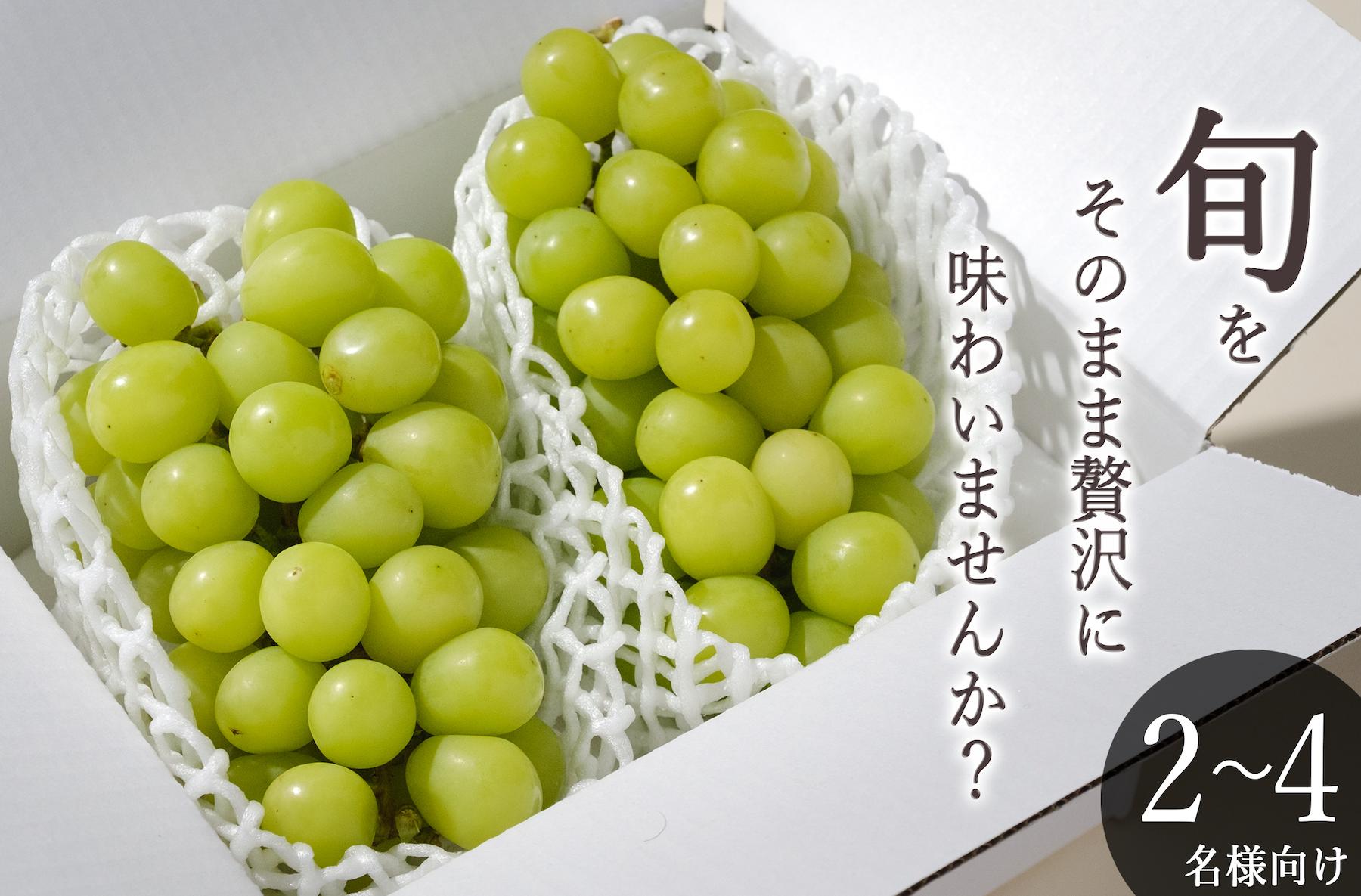 
            ＜2026年発送先行予約＞南アルプス市産 シャインマスカット 2房入り(約1.1kg)  ALPAL009
          