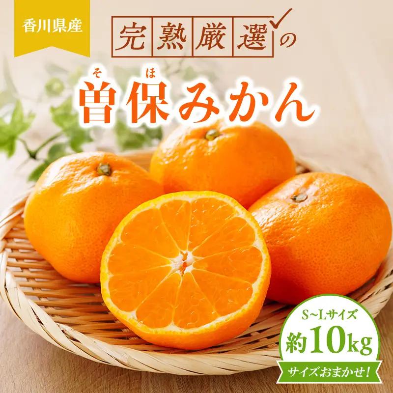 完熟厳選の曽保みかん約10kg FAH-0140