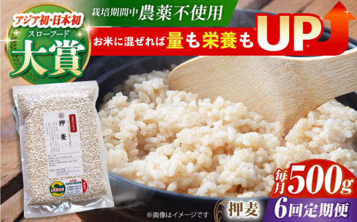 【全6回定期便】栽培期間中農薬不使用 押麦 500g ( 1等麦使用 ) 【葦農】[HAJ038] 麦 雑穀 雑穀米 麦ごはん 1等麦 特別栽培農産物 佐賀 食物繊維 500g ご飯 定期便