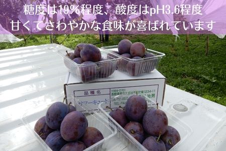 生プルーン　サマーキュート2kg　（500g×4パック）【期間限定】［RS-109］