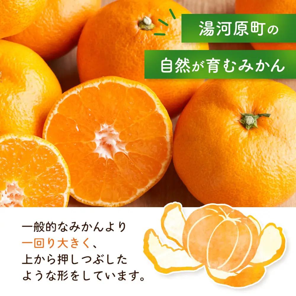 青島みかん5kg | 湯河原町 みかん 柑橘 旬 青島みかん 5kg フルーツ
