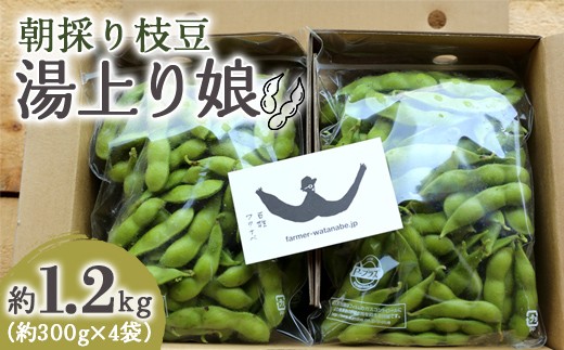 【令和9年産 先行予約】朝採り枝豆 「湯上り娘」 約1.2kg 《令和9年8月～発送》 『最上園』 山形県 南陽市 [683-R9]