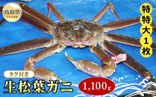 F24-074 【魚倉】タグ付き生松葉ガニ 特特大 約1,100g【期間限定】