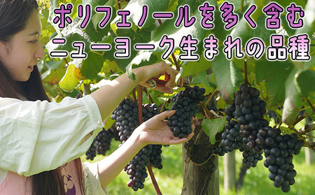 11～12月 津軽ぶどう村 贈答用 スチューベン ぶどう 約1.5kg 特秀～秀 糖度18度以上【青森ぶどう 鶴田町産 11月 12月】