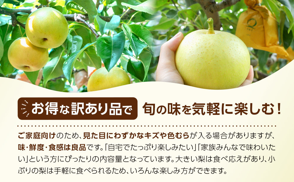 1265.【2026年度発送先行予約】訳あり　二十世紀梨　3kg