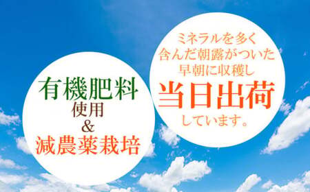【令和7年産先行予約】本場白山産 濃厚だだちゃ豆【早生(わせ)】 1.5kg（500g×3袋） 枝豆　農家 長四郎
