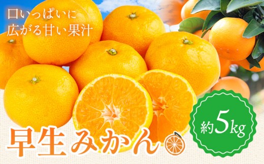 早生みかん 約5kg 垣内農園 《10月下旬-12月中旬頃出荷》和歌山県 日高川町 果物 フルーツ 蜜柑 ミカン みかん 柑橘 送料無料