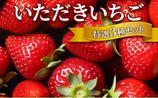 いちご いただきいちご 特選 3種 セット (1パック 8玉又は11玉入り×3パック) イチゴ 果物 ※配送不可：離島