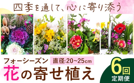 【6ヶ月定期便】フォーシーズン お花の寄せ植え 直径20～25cm Fleurbranch 《申込みの翌月出荷》熊本県 菊池市 定期便 花 鉢花 鉢植え 観葉植物 植物 インテリア ガーデン 雑貨