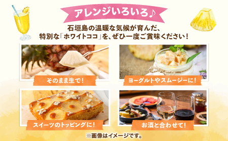 ≪6月上旬順次発送≫ 石垣島産パイナップル　ホワイトココ　3玉（約3kg）TP-13