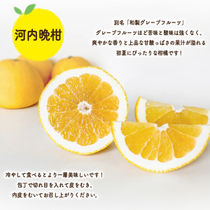 【先行予約】初夏の食べ比べセット～甘夏&河内晩柑～(各5玉) | みかんみかんみかんみかんみかんみかんみかん 【KK331】