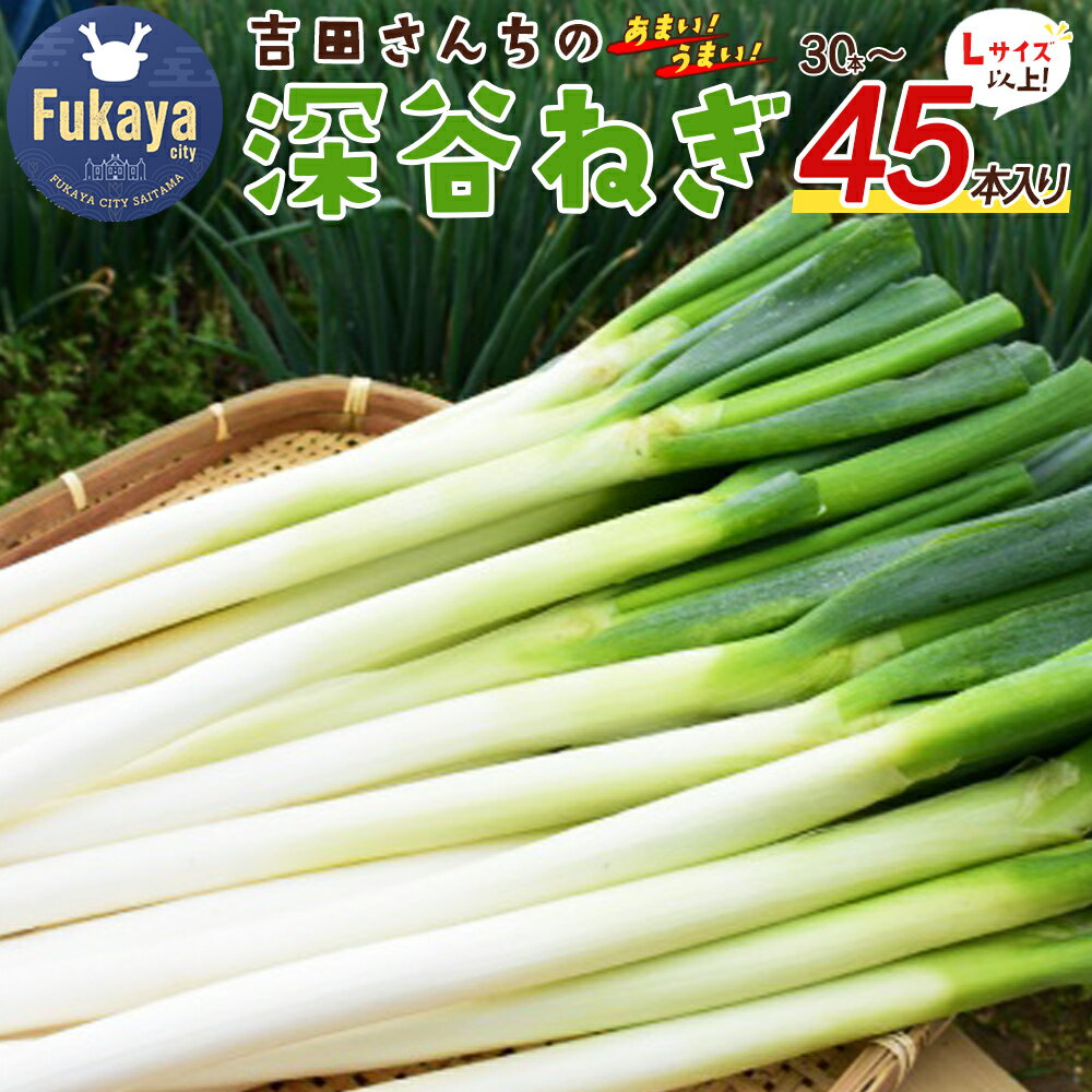 【ふるさと納税】＜先行予約＞吉田さんちの深谷ネギ　【11218-0388】　# 深谷ねぎ ねぎ 深谷 深谷市
