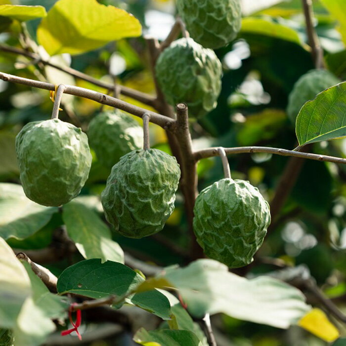 【ふるさと納税】【2026年1月上旬　※北海道は3月上旬発送】宮古島産アテモヤ約1kg（2～6個入り）CV07