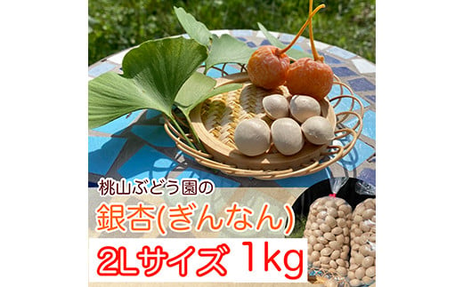 
桃山ぶどう園の『ぎんなん(殻付き)』2Lサイズ 約1kg　※北海道・沖縄・離島への配送不可　※2024年11月上旬頃より順次発送予定
