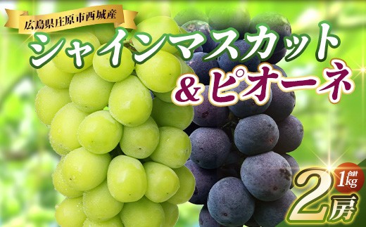 【先行受付 2027年発送】シャインマスカット&ピオーネ2房セット（合計1kg）│産地直送 庄原市西城産 ぶどう ブドウ 種なし 皮ごと 食べ比べ