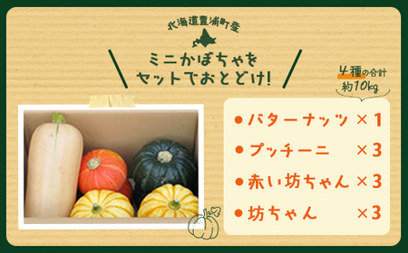 ミニかぼちゃのセット（4種） 約10kg バターナッツ プッチーニ 赤い坊ちゃん 坊ちゃん北海道 豊浦町産