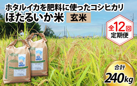 ほたるいか米　米定期便 コシヒカリ20kg 12か月 玄米 20kg 12か月 定期便 [O-021002]