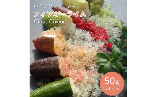 シトラスキャビア （ フィンガーライム ）50g（3本～6本）Citrus Caviar