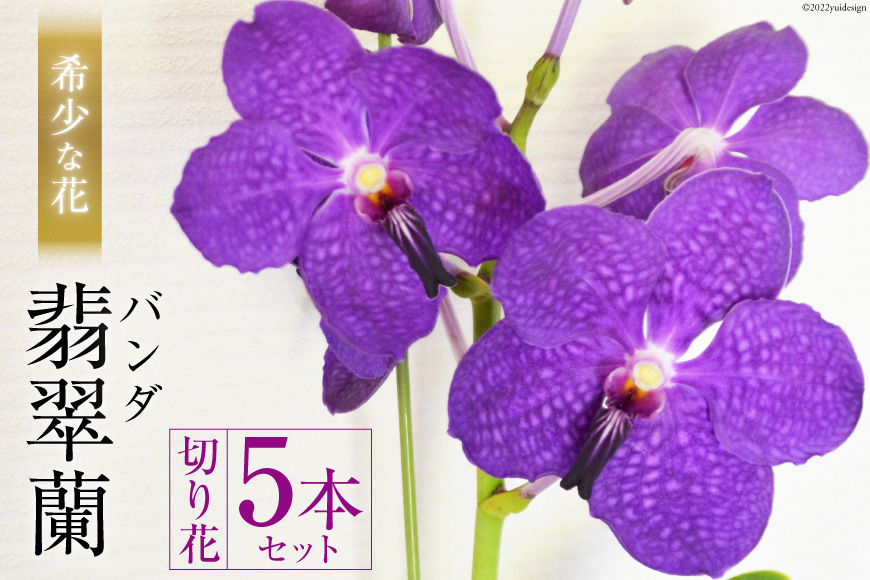 希少な花　「華やかな恋」の予感　翡翠蘭（バンダ）　切り花５本セット