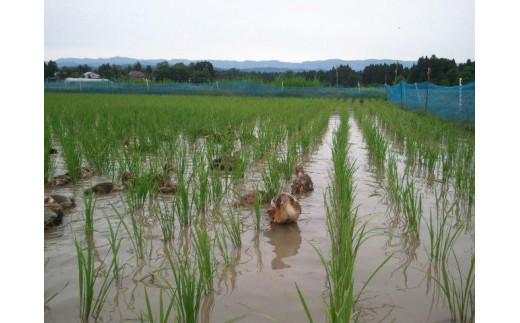 【10月上旬より順次出荷】 令和7年産 米 JAS有機栽培米 アイガモ農法 こしひかり 玄米 5kg  お米 コメ コシヒカリ