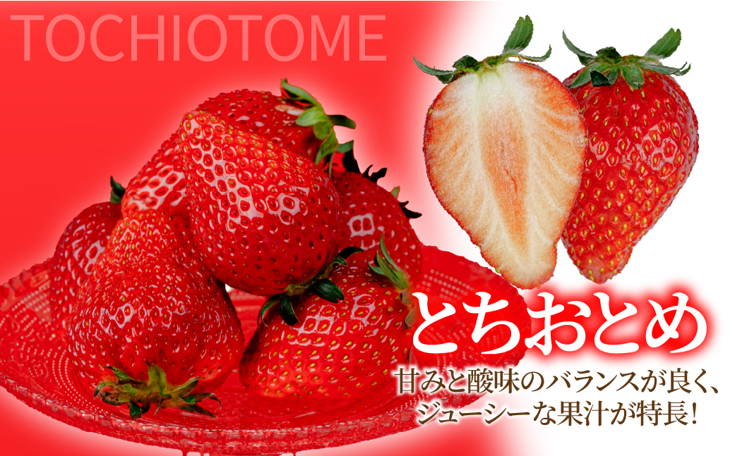 【先行受付：1月中旬以降発送】いちご「茂木完熟いちご」　篠崎さんが育てた 朝どれ とちおとめ レギュラーサイズ 約270g × 2パック 合計 約540g | いちご イチゴ 苺 とちおとめ 完熟 果