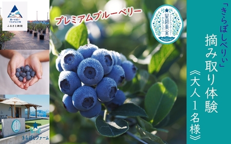 ブルーベリー摘み取り体験《大人1名様》010203