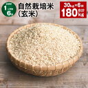 【ふるさと納税】【定期便】【1ヶ月毎6回】自然栽培米（玄米） 30kg×1袋 計180kg（30kg×6回） ミルキークイーン お米 米 玄米 単一原料米 無農薬 化学肥料不使用 有機肥料不使用 大分県産 国産 大分県 九重町 送料無料