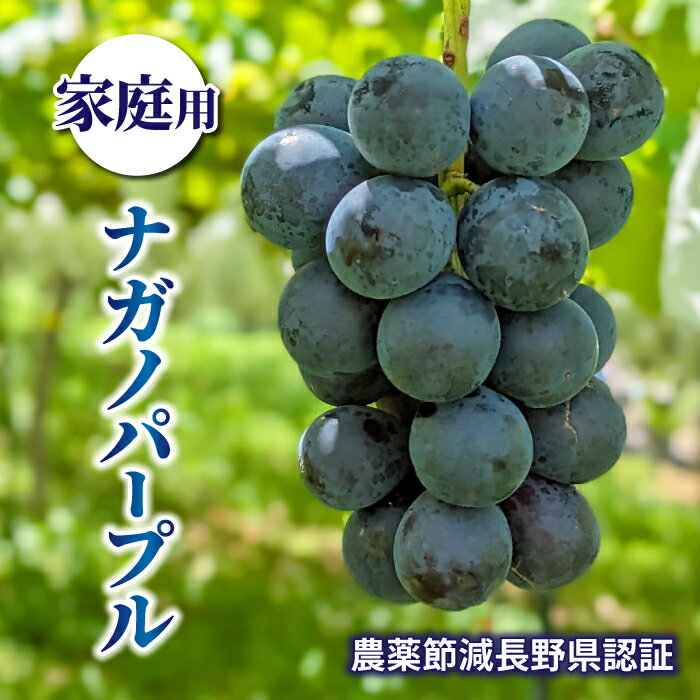 【ふるさと納税】【先行受付2025年発送】家庭用ナガノパープル　農薬節減長野県認証｜東御こもだ果樹園　※2025年9月上旬～9月下旬に発送予定