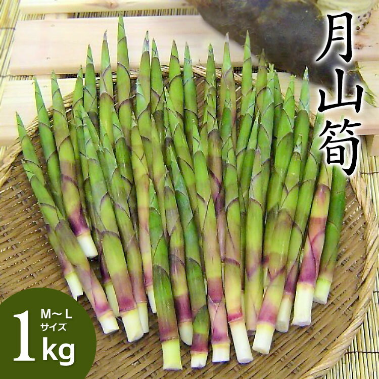 【ふるさと納税】【令和8年産先行予約】月山筍 1kg（M〜Lサイズ） 地元鶴岡の春の定番食材 K-830 | たけのこ 竹の子