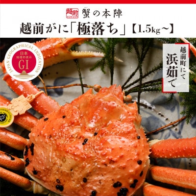 福井県のブランド蟹「極」に準ずる　浜茹で【越前がに　極落ち1.5kg～】11月～翌3月順次発送【配送不可地域：離島・北海道・沖縄】【1392178】