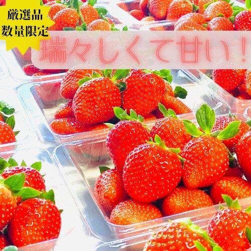 《限定1月発送》  朝採り同日出荷 イチゴ　御前崎産かおり野　1kg(250g×4パック)
