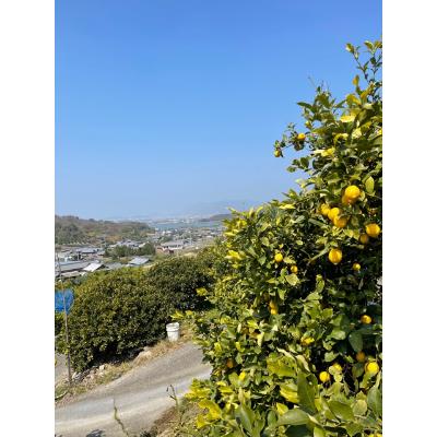 ふるさと納税 観音寺市 【2026年度】露地栽培イエローレモン　フリーサイズ(S〜L)　約2.5kg |  | 02