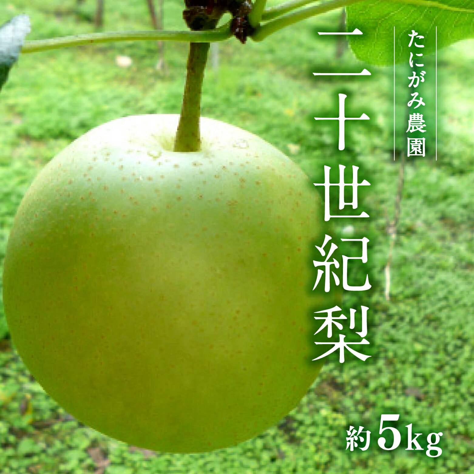 【ふるさと納税】【先行予約】たにがみ農園 二十世紀梨 5.0kg(12～18玉) 梨 なし フルーツ 果物 くだもの 鳥取県 佐治 梨 なし ナシ 鳥取県日野町