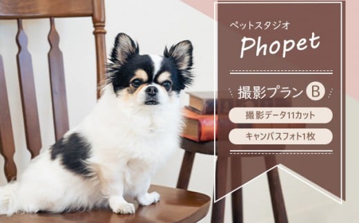 ペットスタジオPhopet 撮影プランB・撮影データ11カット キャンバスフォト一枚