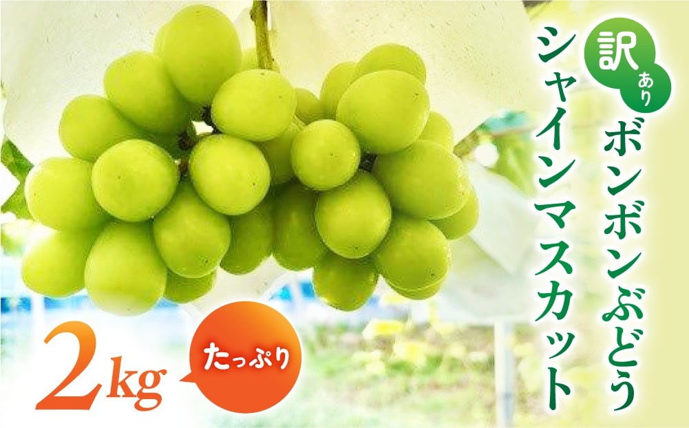 
                  【先行受付2026年発送】訳アリボンボンぶどう！シャインマスカットたっぷり2kg｜信州東御ぶどう園　※2026年10月上旬以降発送
                