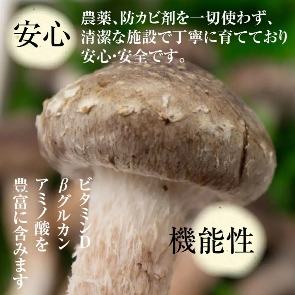 【新しいキノコ　伊勢の国「松太郎」】松太郎ギフト（生詰め合わせ）【夏季冷蔵便対応】