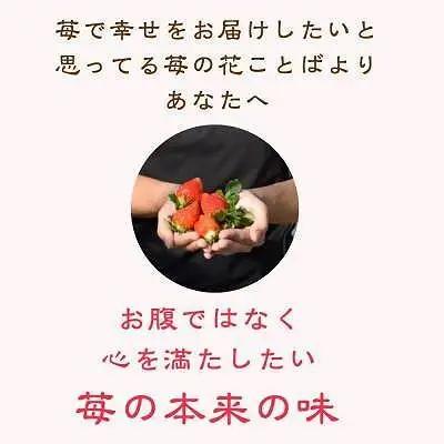 【先行予約 定期便5回】越後姫 いちご 雪国完熟 ダブル760g×5回 いちご