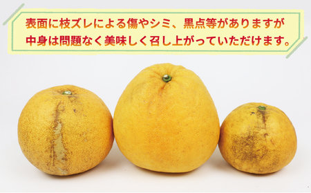 訳あり 河内晩柑 10kg  清五郎農園 河内晩柑 サイズ 不揃い 果物 河内晩柑 フルーツ 河内晩柑 柑橘 河内晩柑 みかん 晩柑 かわちばんかん 和製 河内晩柑 グレープフルーツ 河内晩柑 蜜柑 