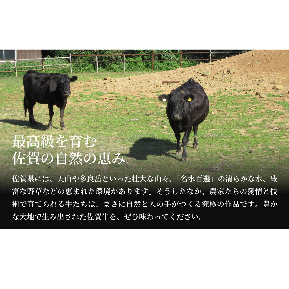 佐賀牛ロース すきやき肉320g・ロースしゃぶしゃぶ肉320gセット【至福の食体験】牛肉 黒毛和牛 極上の佐賀牛 厳選 すき焼き 薄切 640グラム 30000円 3万円 ギフト プレゼント 贈り物 