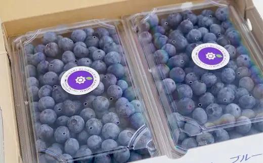 ラビットアイ系 ブルーベリー 約500g × 2パック 合計約1kg くだもの 果物 フルーツ 果実 果汁 果肉 新鮮 国産 岡山県産 旬 ジャム プレゼント ギフト 贈り物 贈答品 贈答 【 202