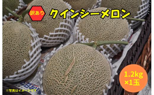 【訳あり】クインシーメロン 1玉（1.2kg×1）