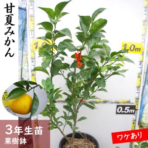 《訳あり》3年生苗◇柑橘類 甘夏みかん[果樹鉢 2022年]　※北海道・沖縄・離島への配送不可